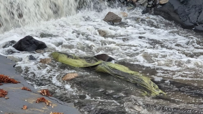 Imagen de suciedad en la playa de Las Canteras / TINO ARMAS - MI PLAYA DE LAS CANTERAS