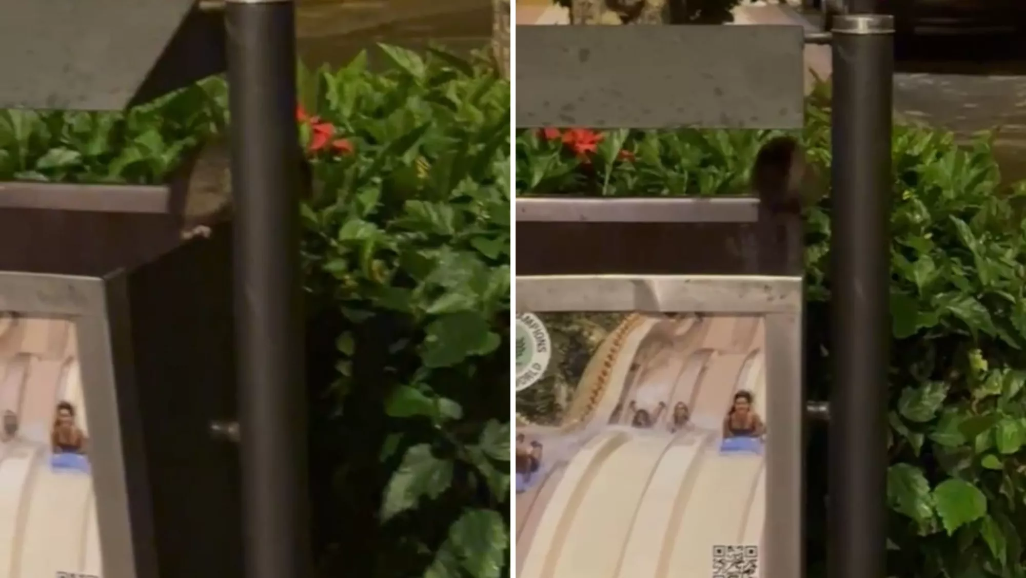 Una rata rebusca en una papelera en la calle Perdomo de Puerto de la Cruz./ CEDIDA