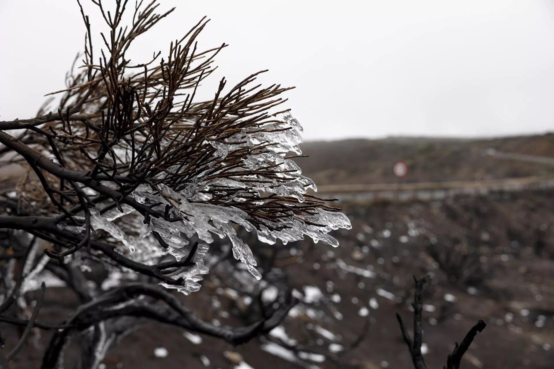Flora congelada en el Parque Nacional del Teide./ EFE - MIGUEL BARRETO