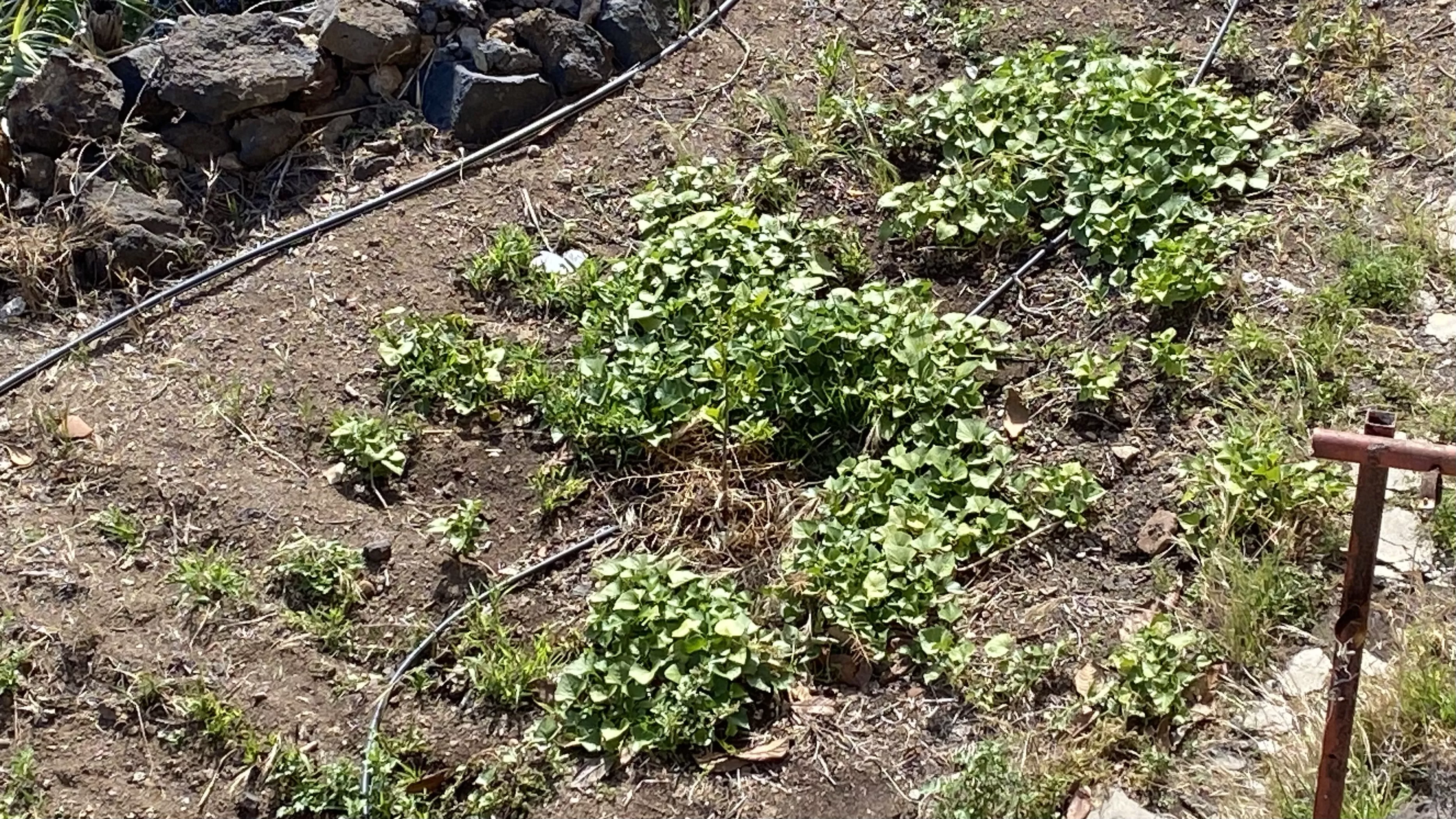 Un suelo agrario afectado por la sequía en Tenerife, Canarias. / ATLÁNTICO HOY