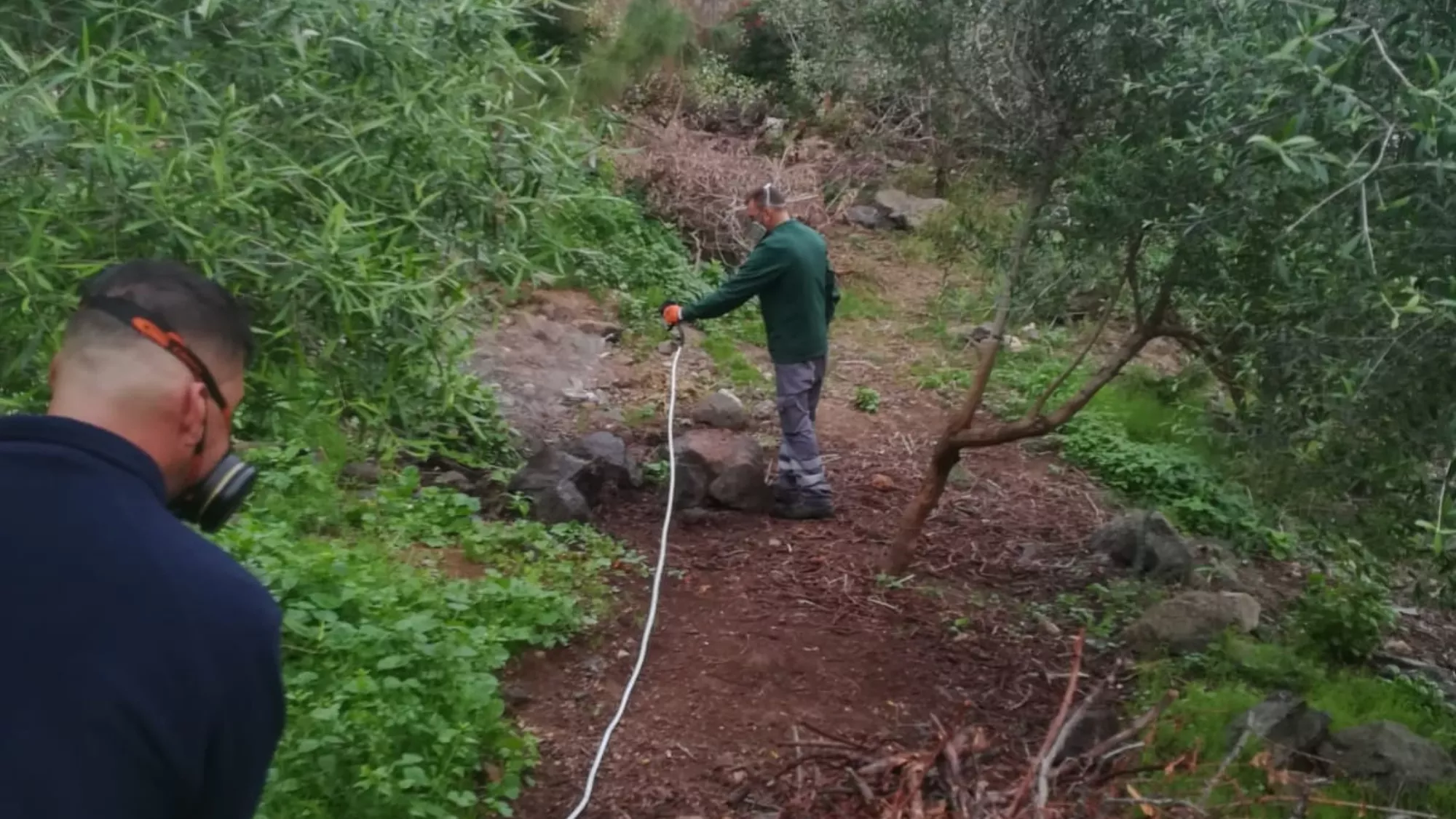 Trabajos de erradicación / AYUNTAMIENTO DE LAS PALMAS DE GRAN CANARIA