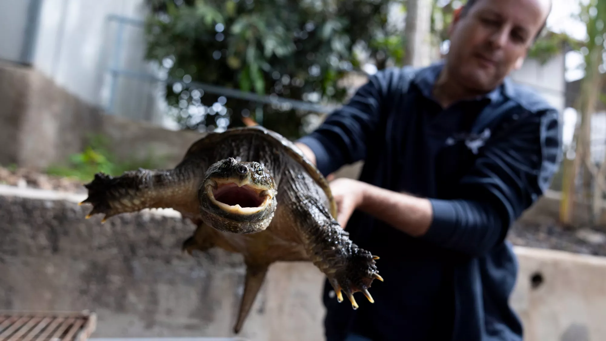 El presidente de la Fundación Neotrópico, Jaime de Urioste sujeta un ejemplar de Chelydra serpentina, tortuga mordedora / EFE - MIGUEL BARRETO