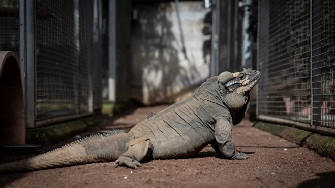 Ejemplar de Cyclura cornuta, iguana rinoceronte, mono verde africano / EFE - MIGUEL BARRETO