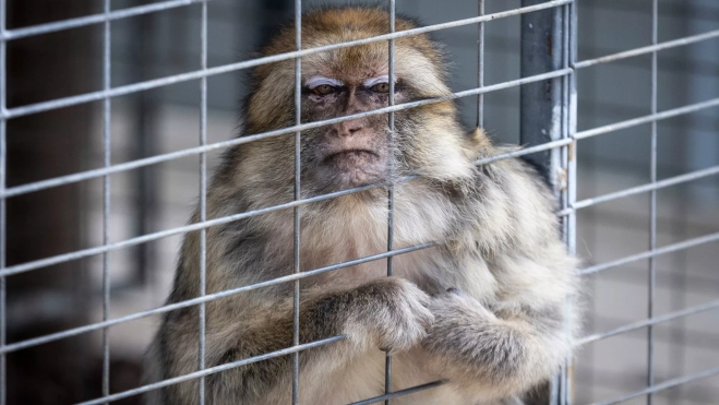 Ejemplar de Macaca sylvanus, macaco de Berbería o de Gibraltar / EFE - MIGUEL BARRETO