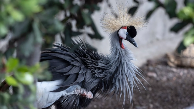 Ejemplar de Balearica regulorum, grulla coronada, que se encuentra en la Fundación Neotrópico / EFE - MIGUEL BARRETO