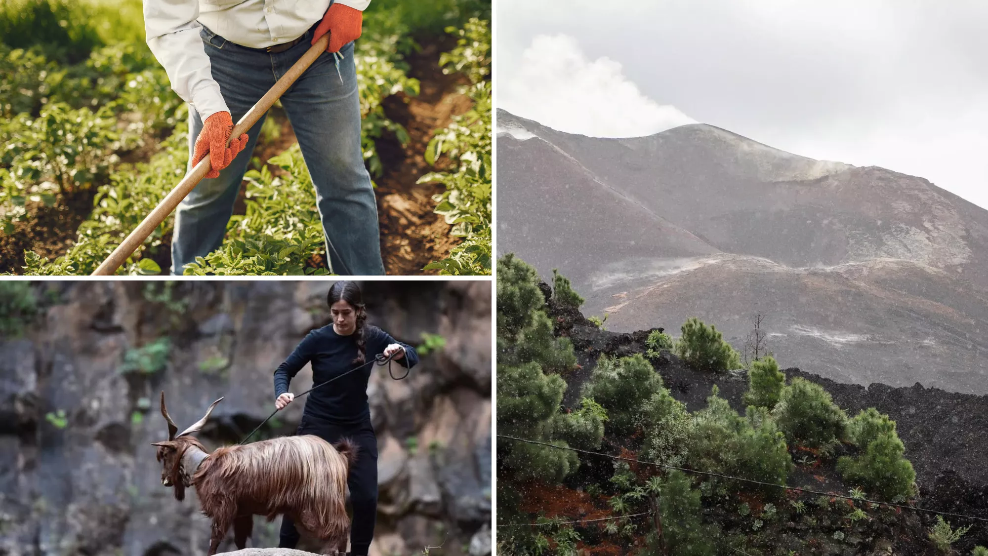 Sectores agrícola y ganadero de La Palma afectados por el volcán / MONTAJE AH