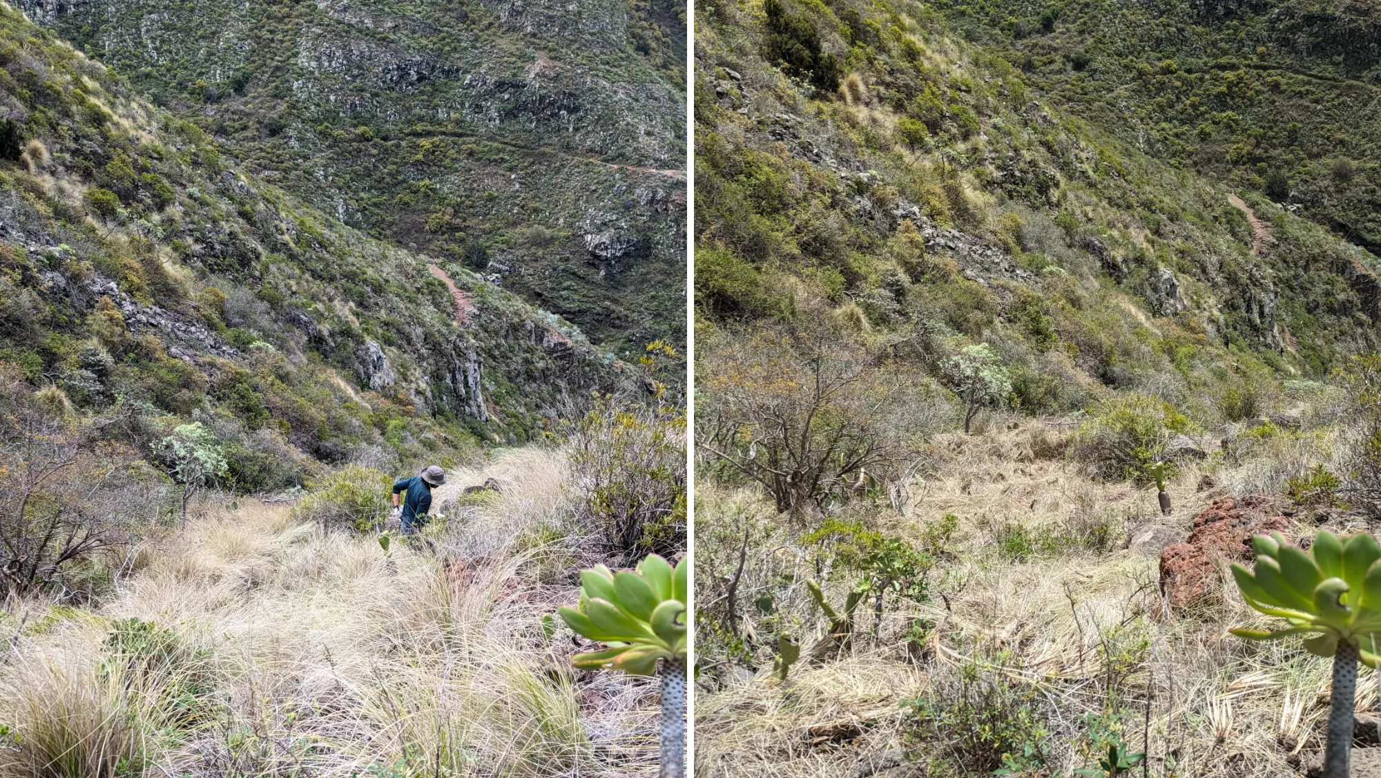 El antes y después de una zona tras hacer la limpieza de control del rabo de gato / MONTAJE AH
