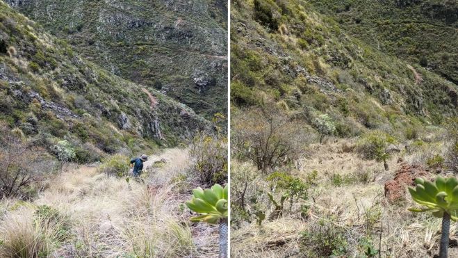 El antes y después de una zona tras hacer la limpieza de control del rabo de gato / MONTAJE AH