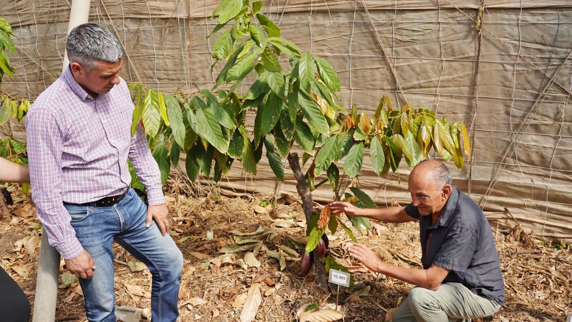 El consejero de Agricultura, Narvay Quintero, en la finca de cacao y café de Valle de Guerra / CONSEJERÍA DE AGRICULTURA El consejero de Agricultura, Narvay Quintero, en la finca de cacao y café de Valle de Guerra / CONSEJERÍA DE AGRICULTURA