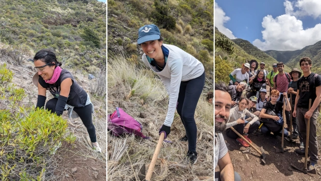 Personas voluntarias de la última limpieza de rabo de gato organizada en el Barranco de la Goleta, Tenerife / MONTAJE AH