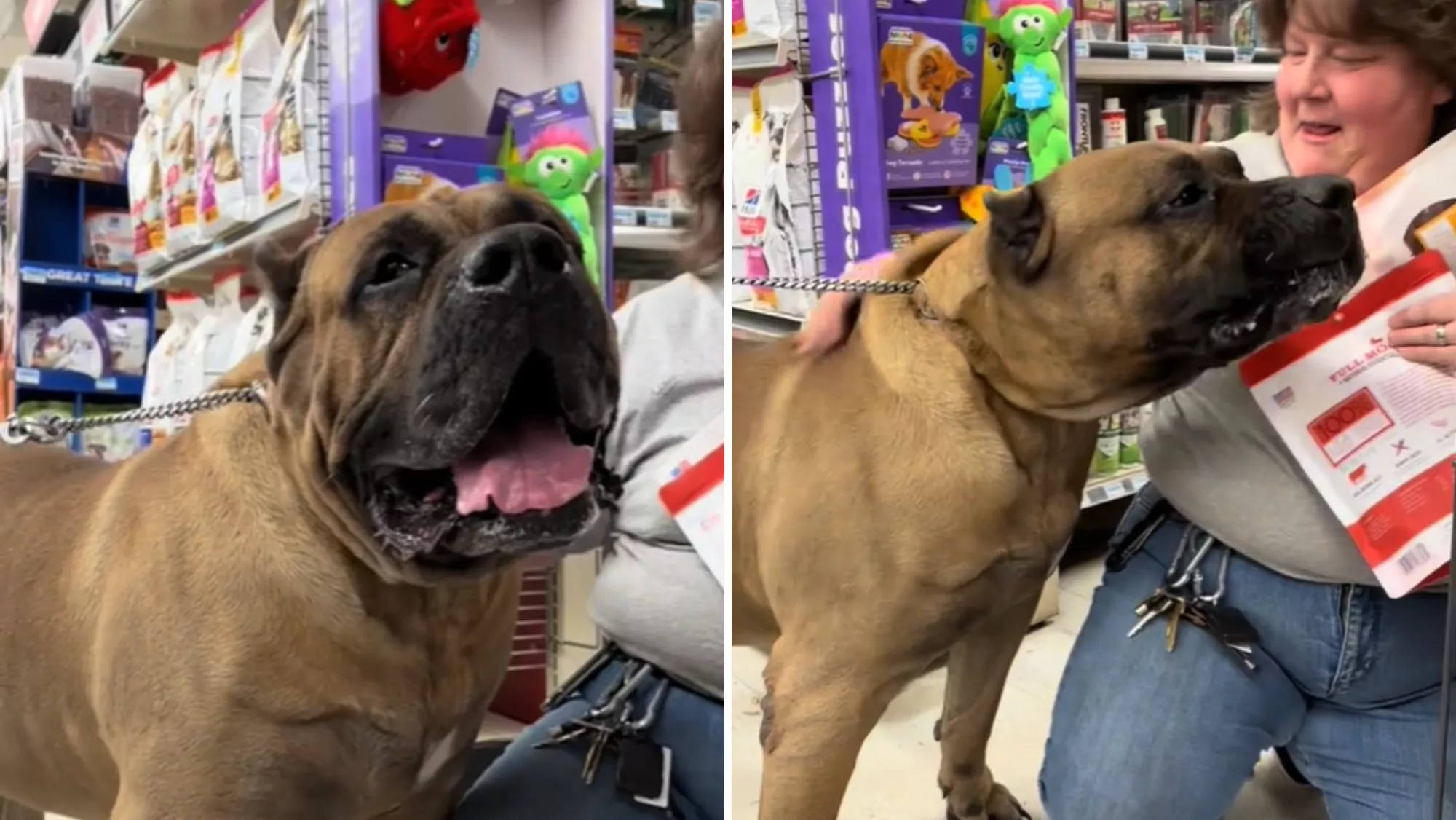 Vader, un presa canario que vive en Estado Unidos / REDES - MONTAJE AH