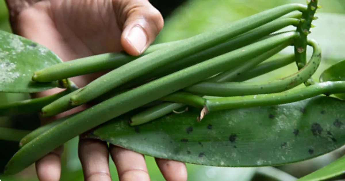 La vainilla es el fruto de la única especie de orquídea que se cultivan para uso alimentario o cosmético, un tesoro que incluso cotiza en bolsa./ REDES.