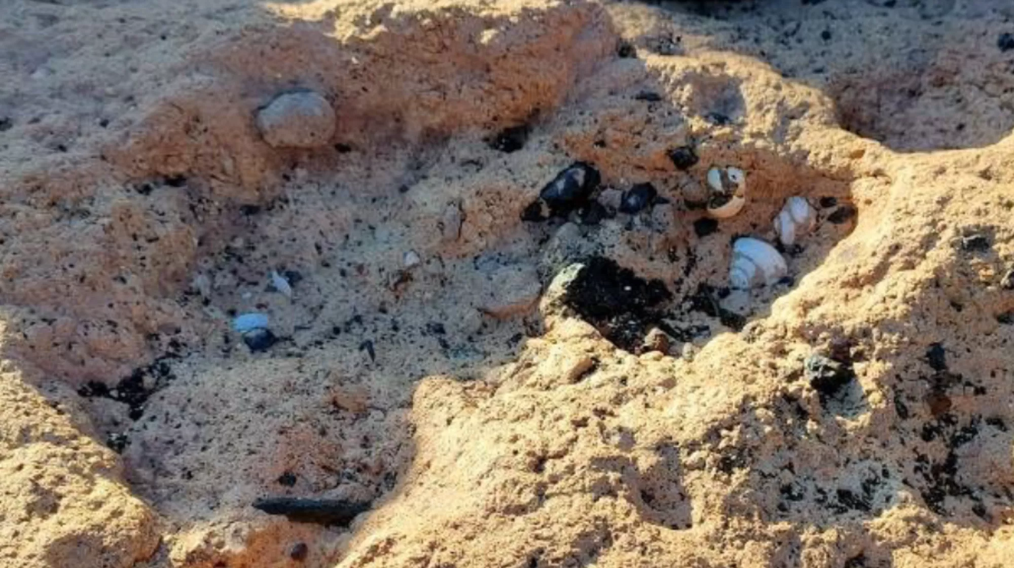 Yacimiento paleontológico Punta de San Juanito./ LA LAGUNA