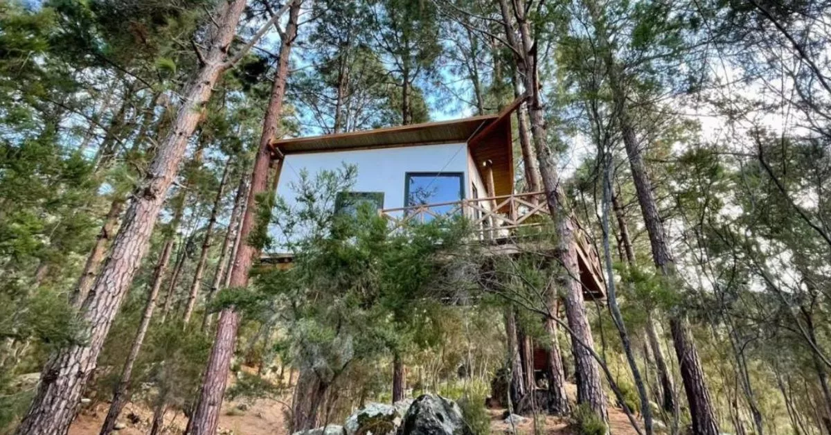 Can Lia es una de las casas más peculiares de Tenerife por su construcción en medio de un pinar como por la privilegiada ubicación natural en que se encuentra./ LA GUANCHA.