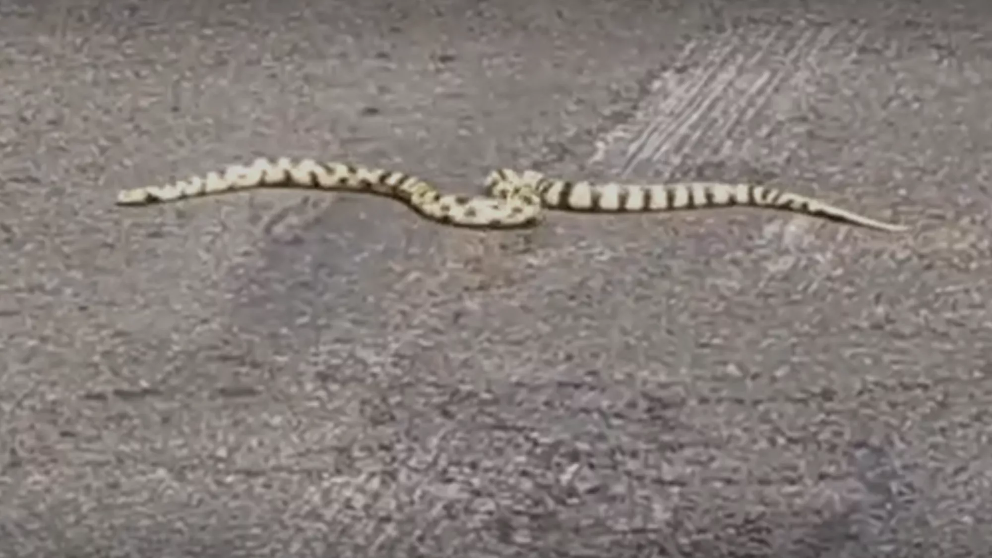 Imagen de una culebra cruzando la carretera en Las Palmas de Gran Canaria / AH