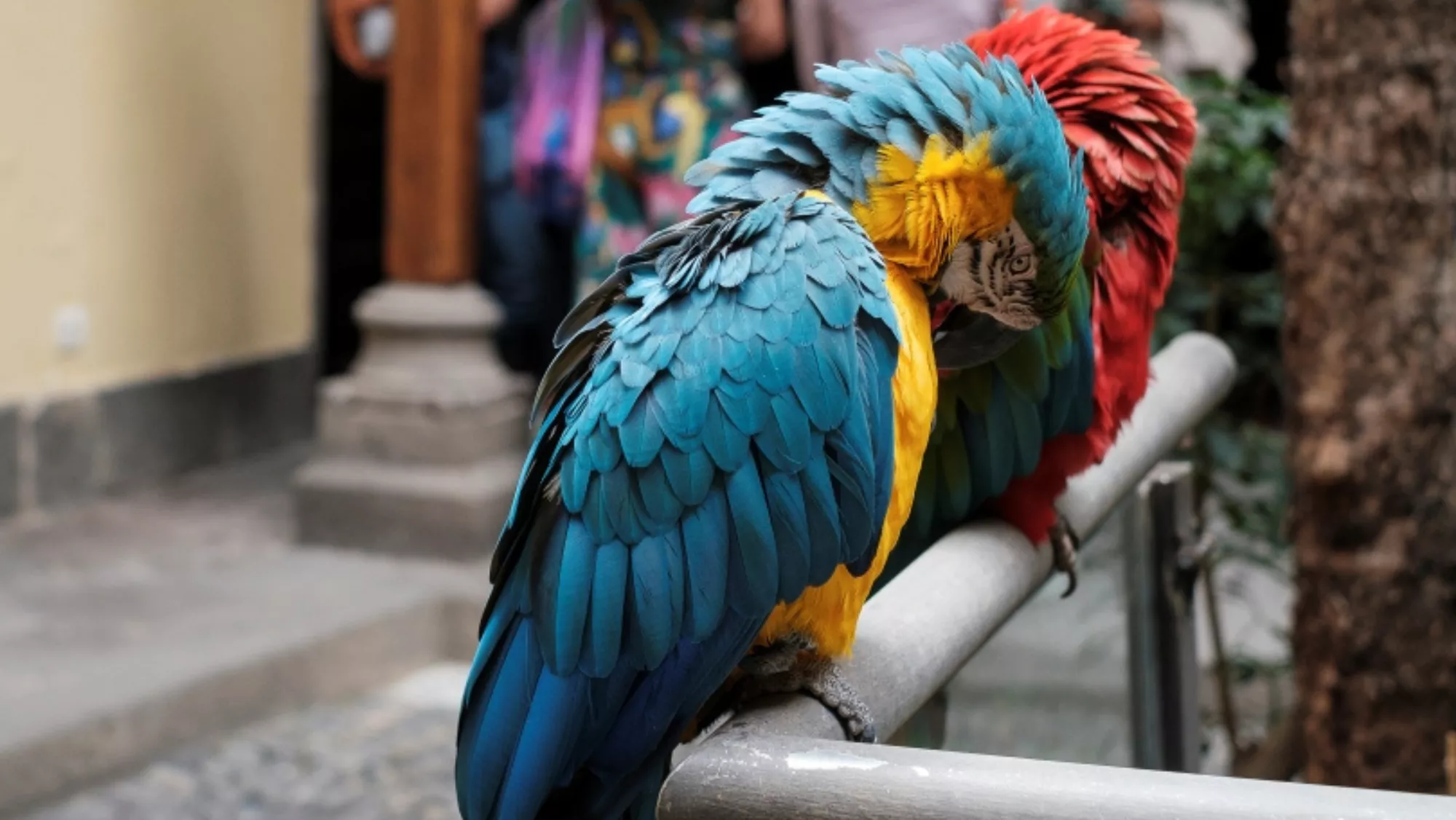 Chicho y Yaiza, los guacamayos de la Casa de Colón / GOBIERNO DE CANARIAS