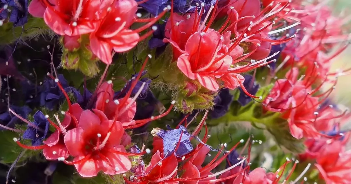 El tajinaste rojo es uno de los rasgos característicos del paisaje de altura en Las Cañadas de El Teide durante la primavera./ AH.