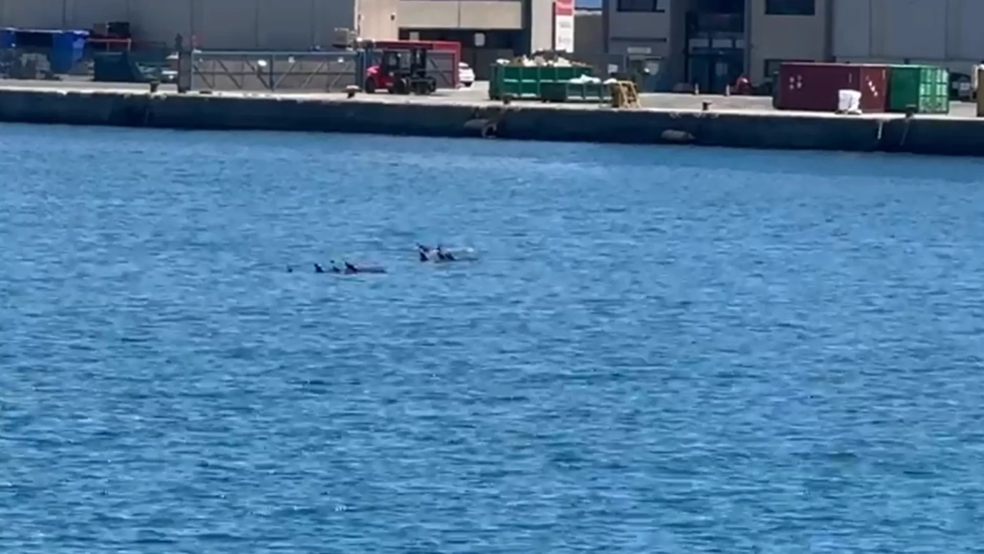 Imagen de delfines en el puerto de Las Palmas de Gran Canaria / AH