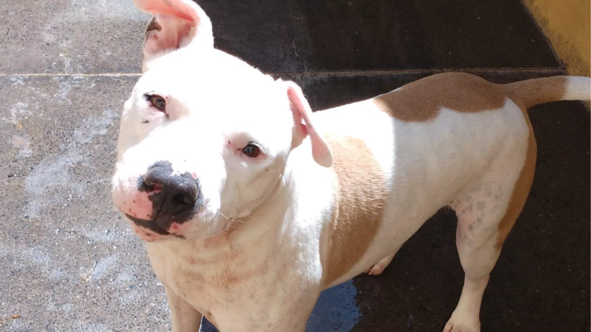 El perro Iron rescatado en Santa Cruz de Tenerife. / CEDIDA