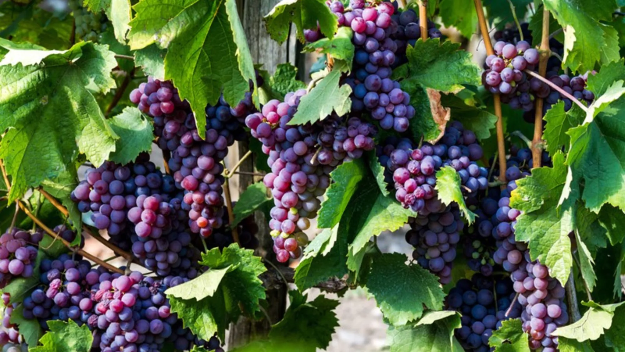 Producción de uva en El Hierro./ ARCHIVO