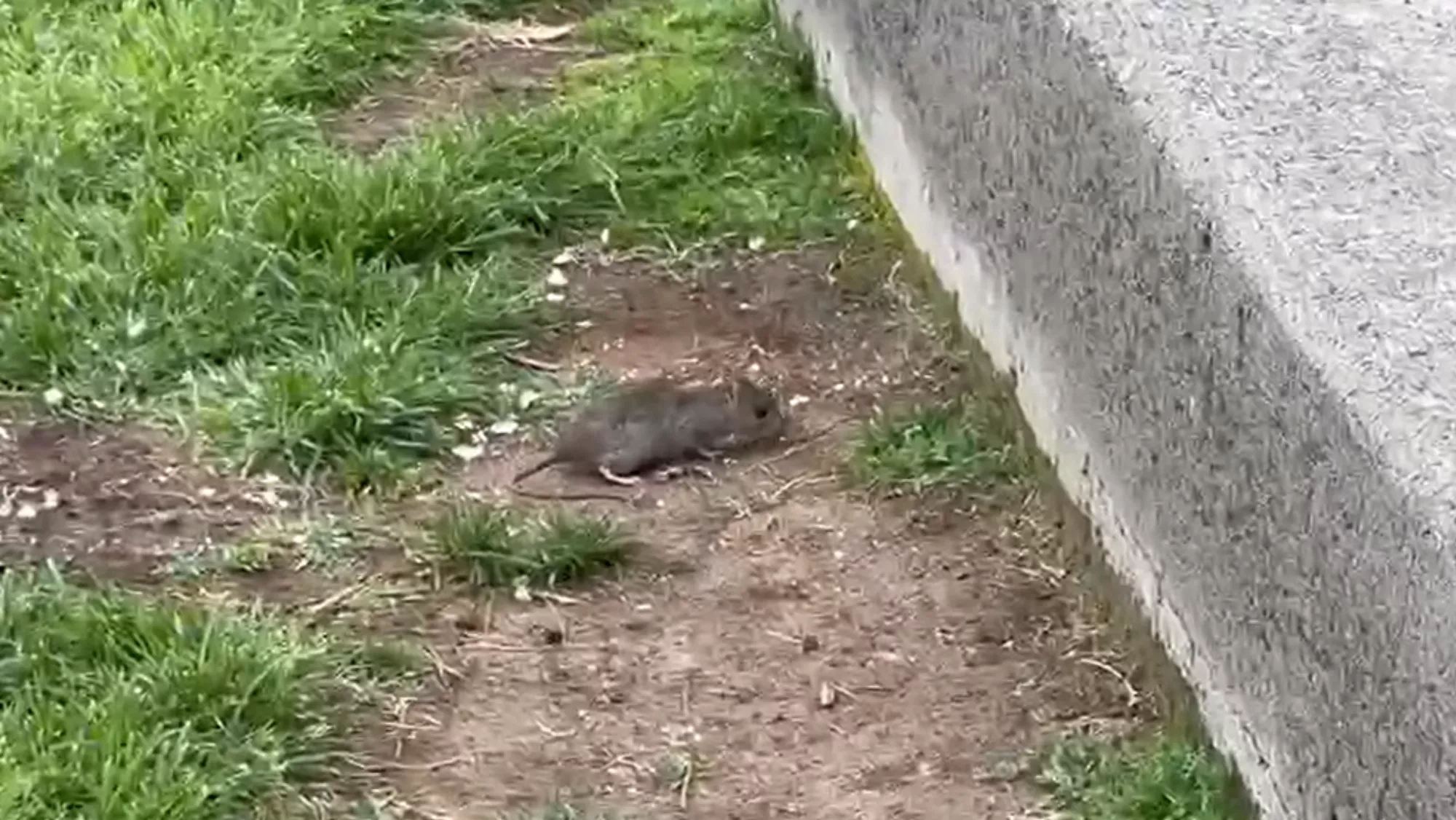 Una rata en el Parque Estadio Insular / AH