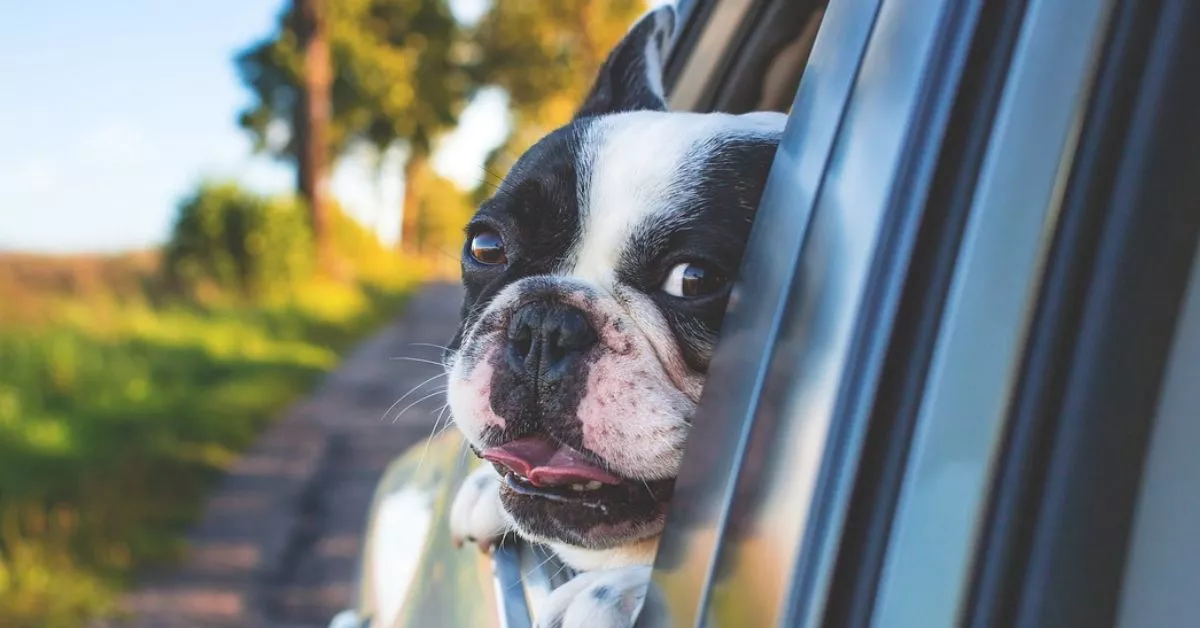 Los clientes demandan espacios a los que puedan acudir con sus mascotas y por eso cada vez más negocios se autodenominan 'pet-friendly'./ PIXABAY.