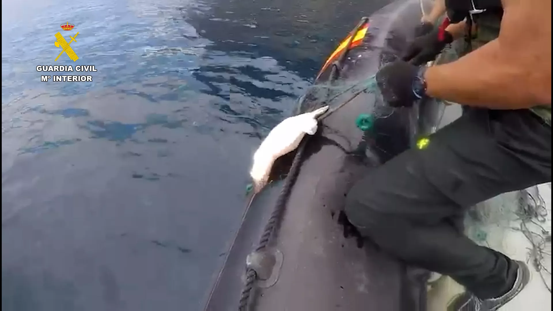 Pesca ilegal al norte del Puerto de Tazacorte./ GUARDIA CIVIL Pesca ilegal al norte del Puerto de Tazacorte./ GUARDIA CIVIL