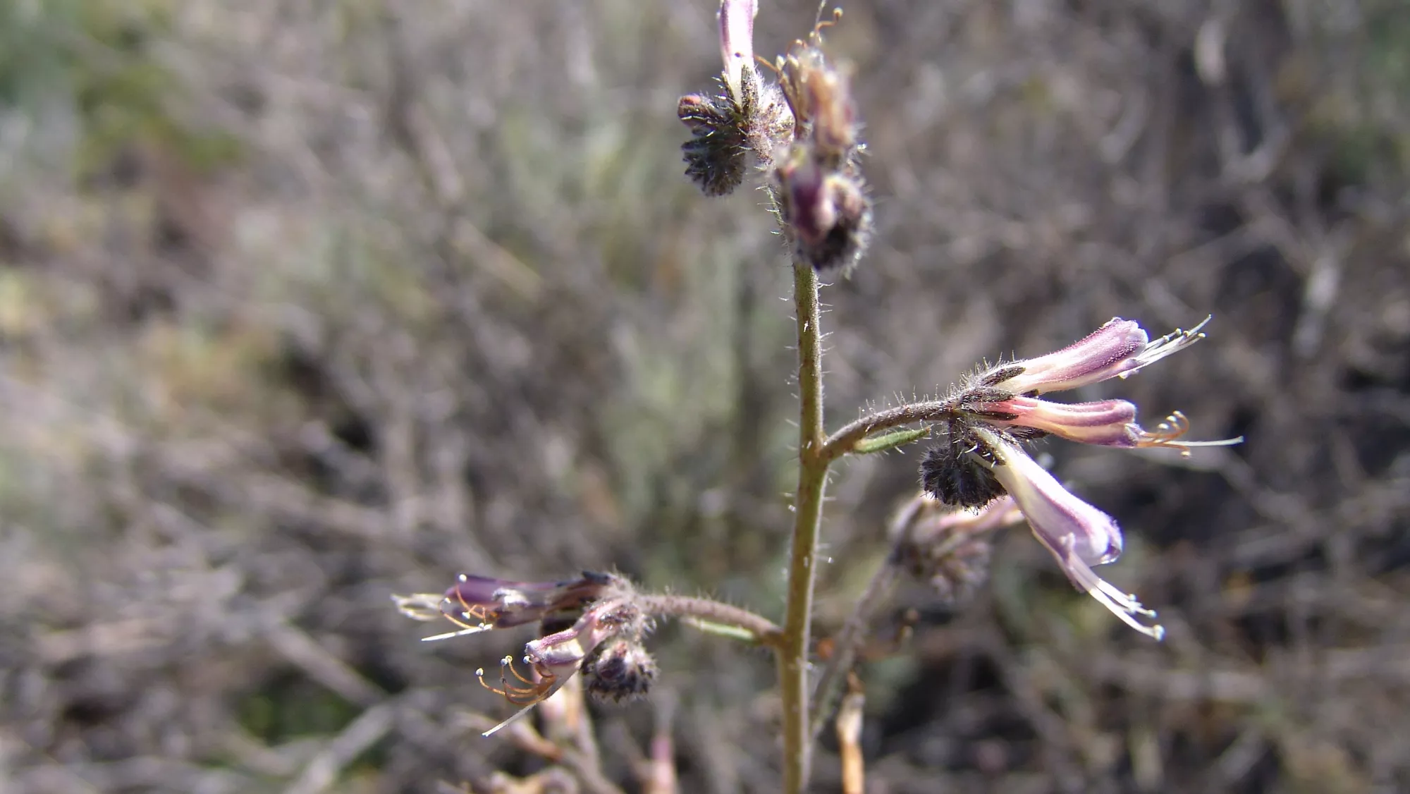 Ejemplar de viborina triste.  / GOBIERNO DE CANARIAS DAMIAN ESQUIVEL DÍAZ