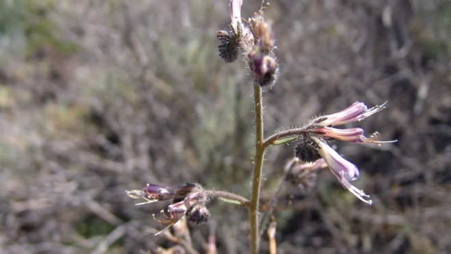 Ejemplar de viborina triste./ GOBIERNO DE CANARIAS DAMIAN ESQUIVEL DÍAZ