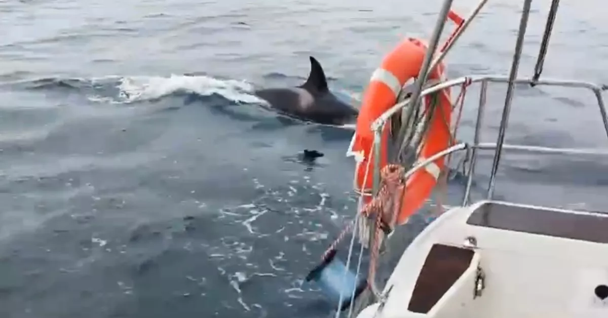 En la imagen, una de las orcas 'gladis' que hundió el velero mandado por un patrón de Tenerife. / AH