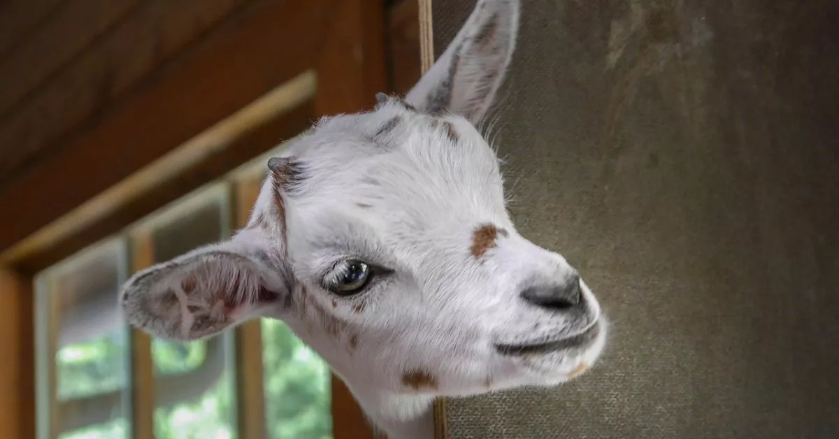 'Se me fue el baifo' es una de las expresiones más auténticas y con arraigo histórico en Canarias./ PIXABAY.