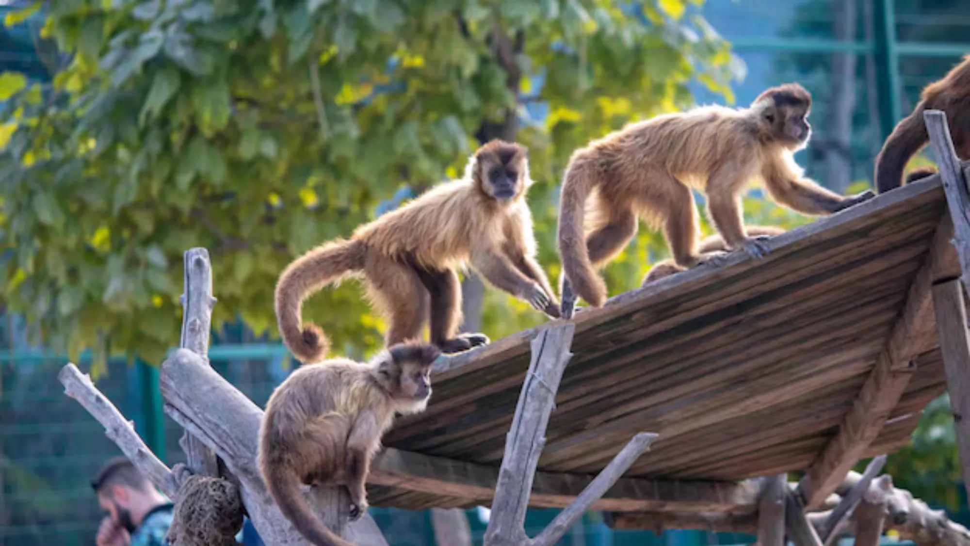 Monos en un zoológico./ ARCHIVO