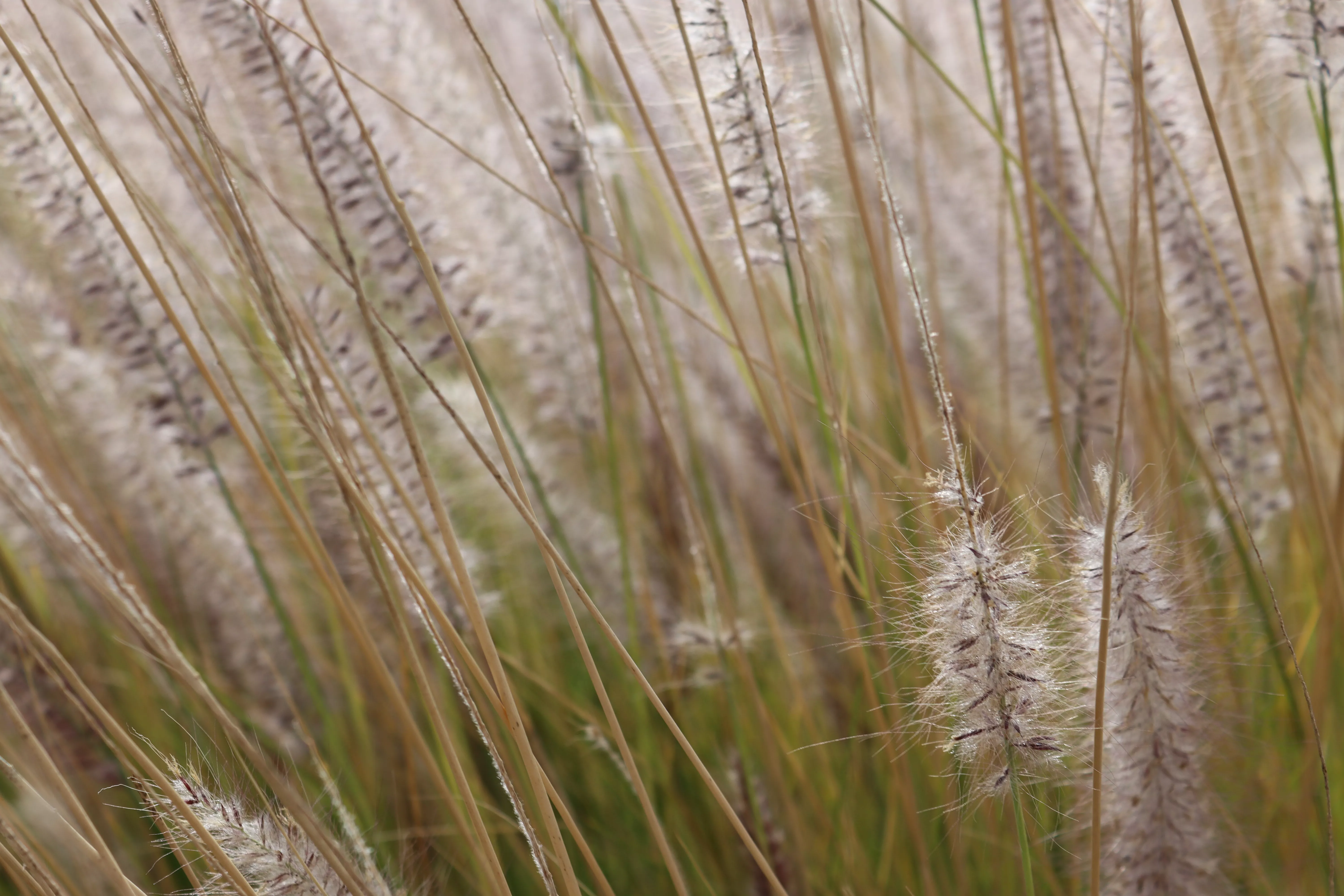 Planta Cenchrus setaceus, conocida como rabo de gato. / ATLÁNTICO HOY