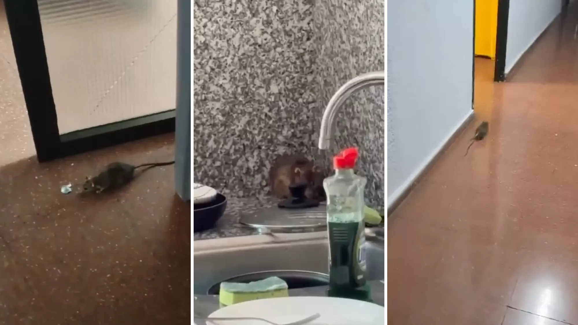 Ratas en las cocinas y pasillos de la residencia Parque de las Islas de la ULL./ CEDIDAS