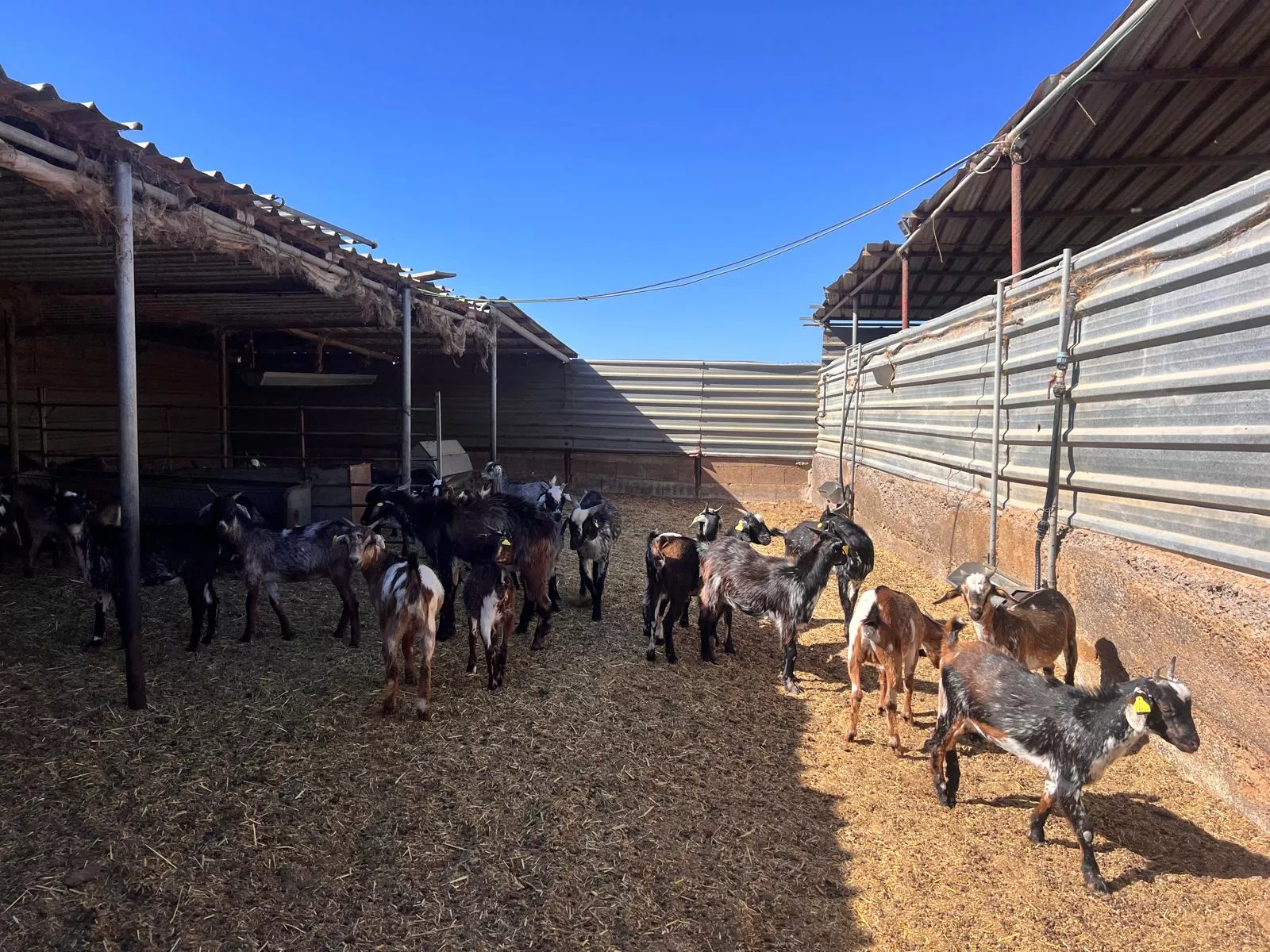 Grupo de cabras de raza autóctona de Tenerife que ha sido trasladado a Cabo Verde / CEDIDA