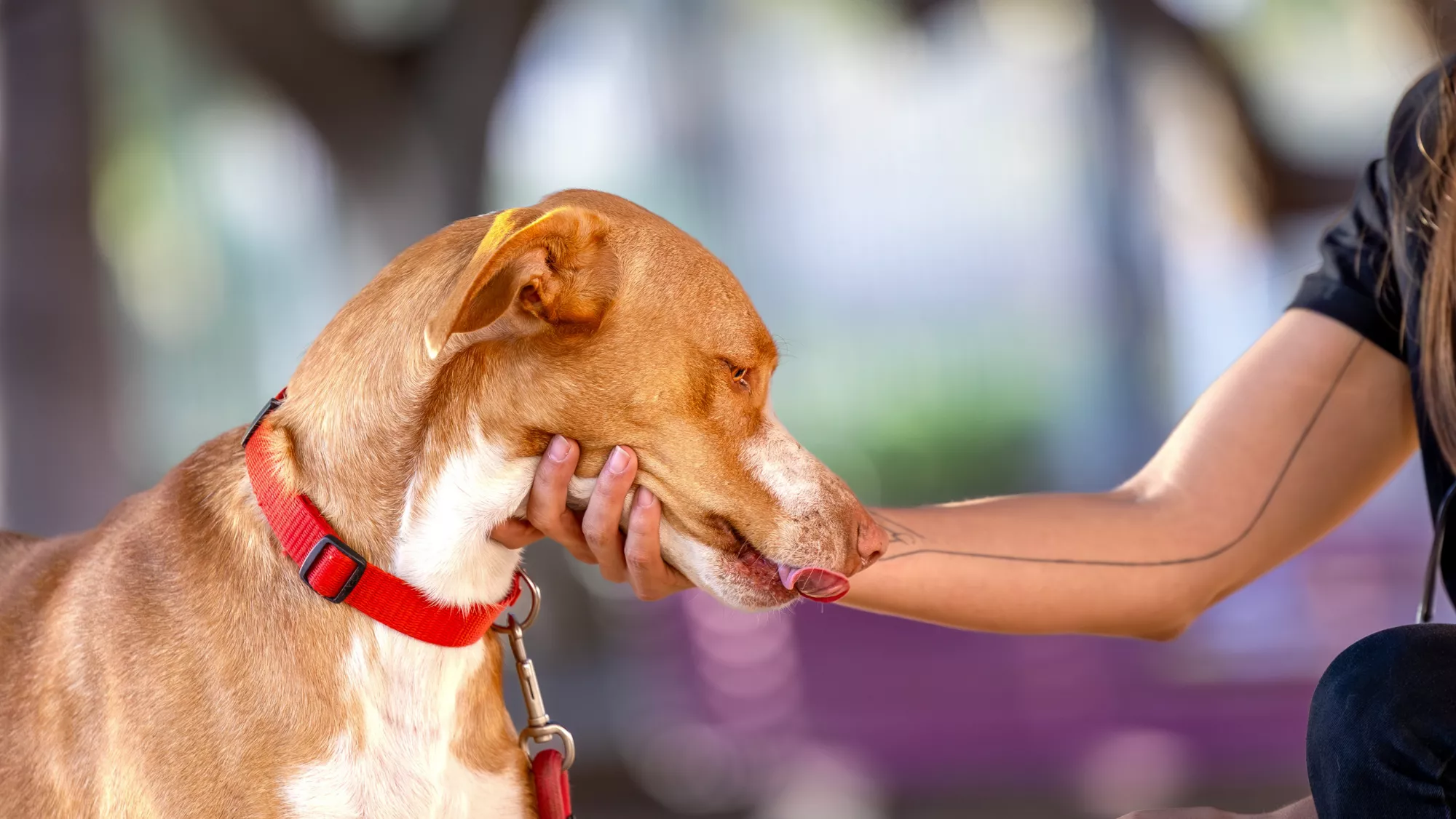 Siete Palmas es el barrio con más perros censados de Las Palmas de Gran Canaria: 11.764 en total. / @PLANETDROGO