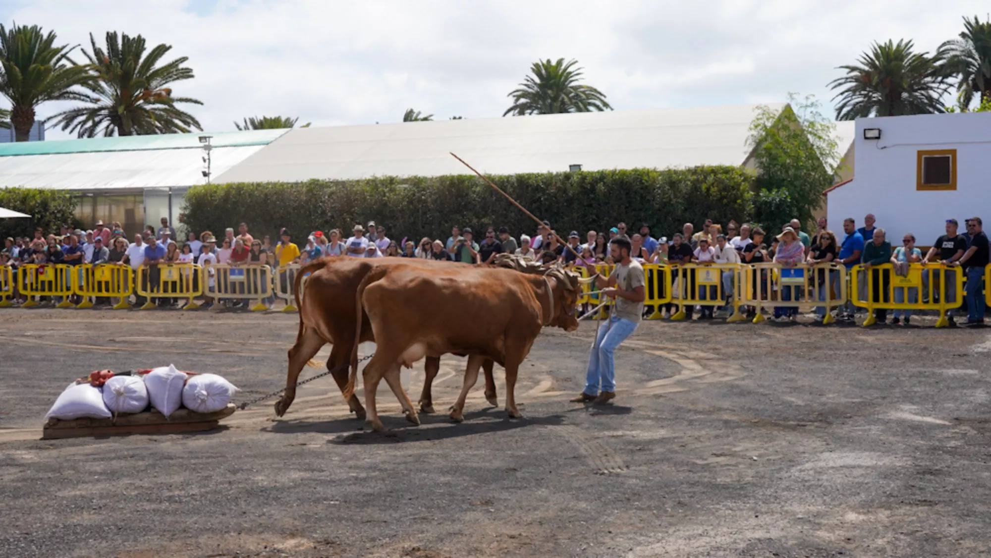 Feria de Ganado 2024 y Concurso de Ganado Selecto Insular / CABILDO DE GRAN CANARIA