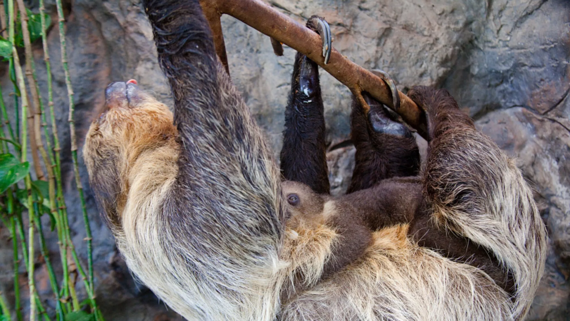 Nace una cría de perezoso en el Loro Parque / EL LORO PARQUE