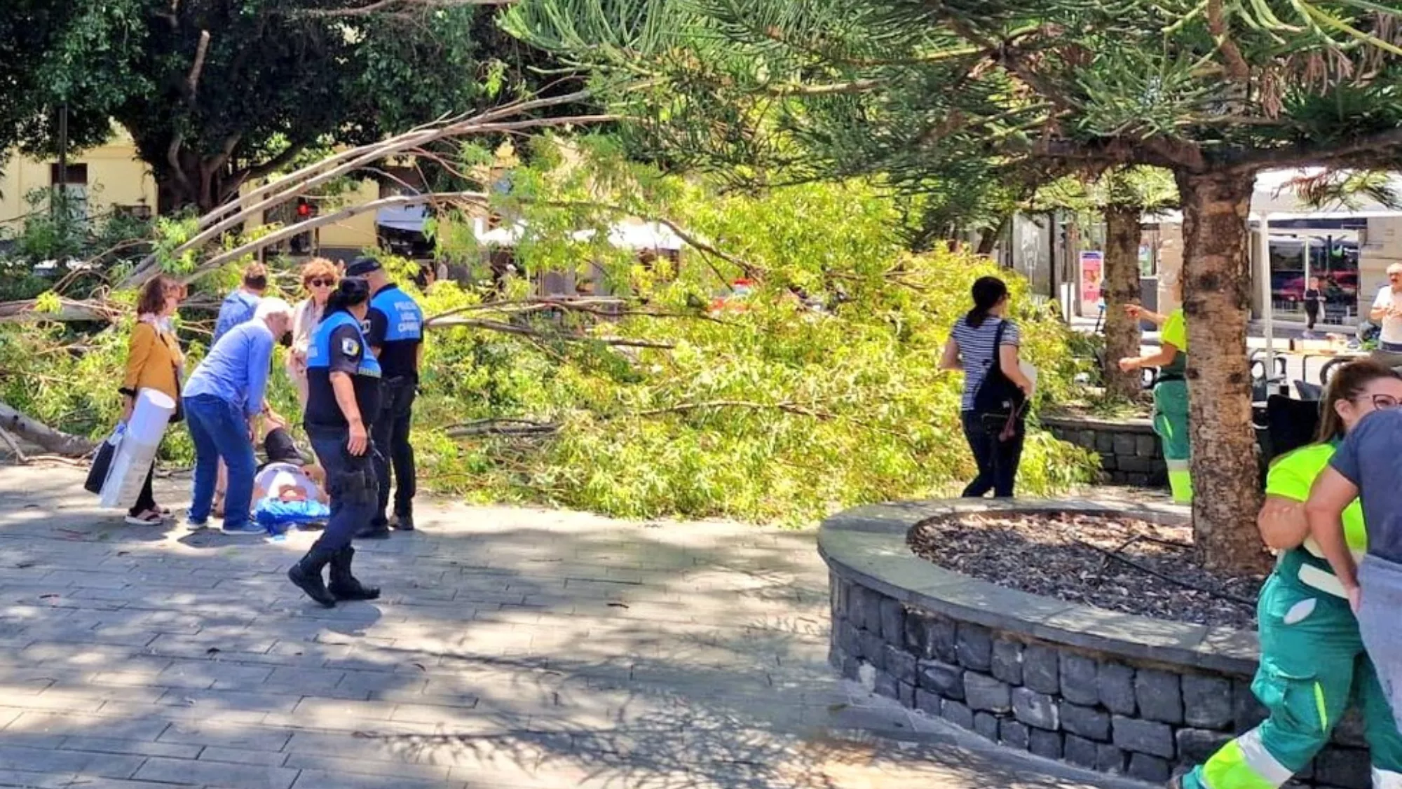Herido un hombre tras caerle un árbol en el Parque García Sanabria. / POLICÍA LOCAL DE SANTA CRUZ Herido un hombre tras caerle un árbol en el Parque García Sanabria. / POLICÍA LOCAL DE SANTA CRUZ