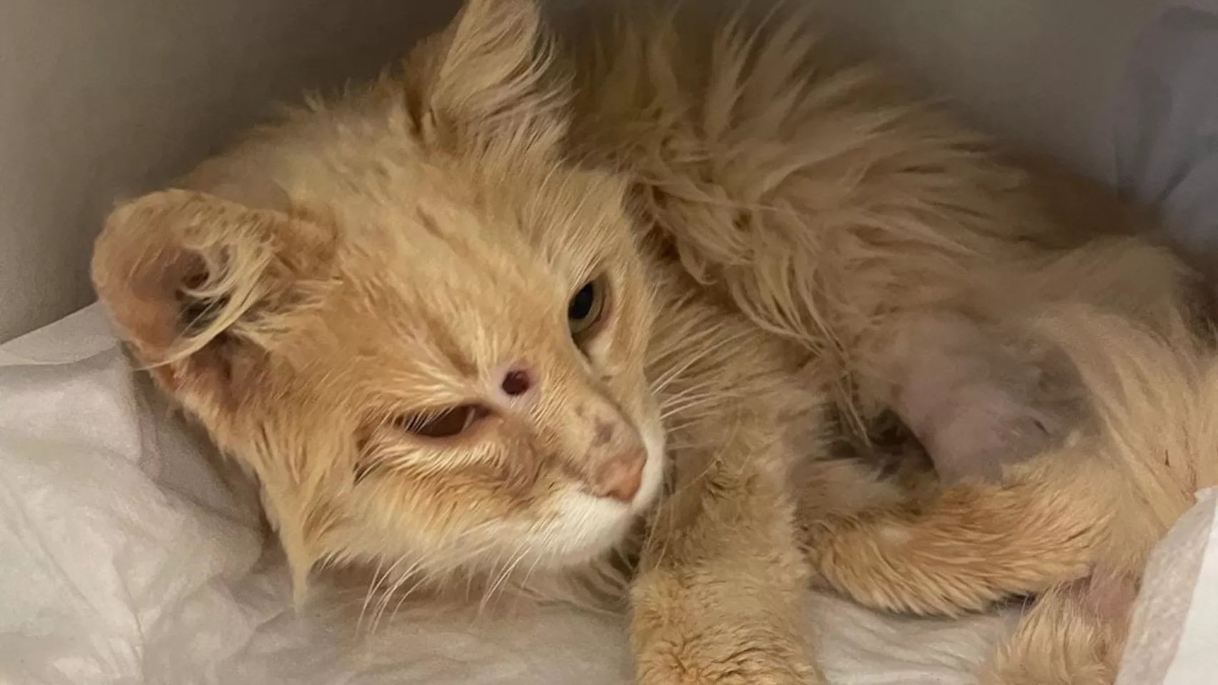 Imagen de uno de los gatos a los que disparó / GUARDIA CIVIL 