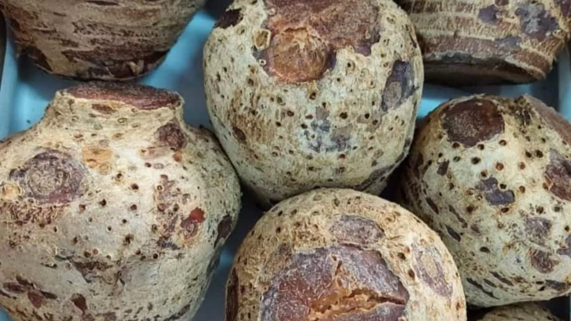 Imagen de ñames. / CEDIDA