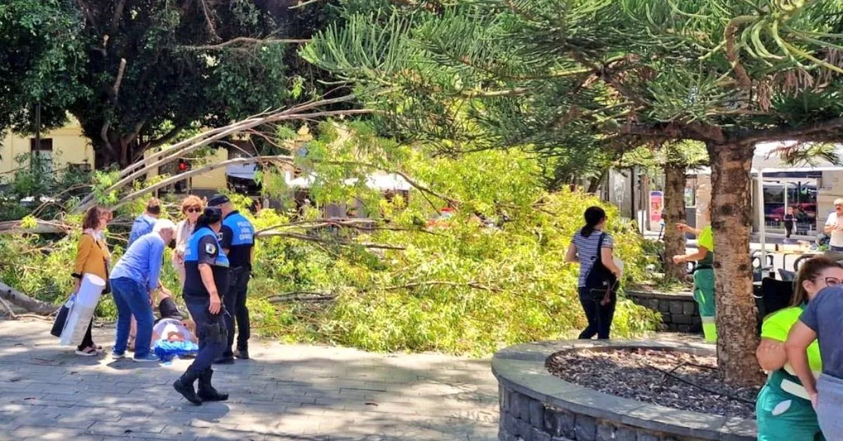 La Policía Local atiende al hombre herido por la caída de una rama en el Parque García Sanabria / POLICÍA LOCAL DE SANTA CRUZ DE TENERIFE La Policía Local atiende al hombre herido por la caída de una rama en el Parque García Sanabria / POLICÍA LOCAL DE SANTA CRUZ DE TENERIFE