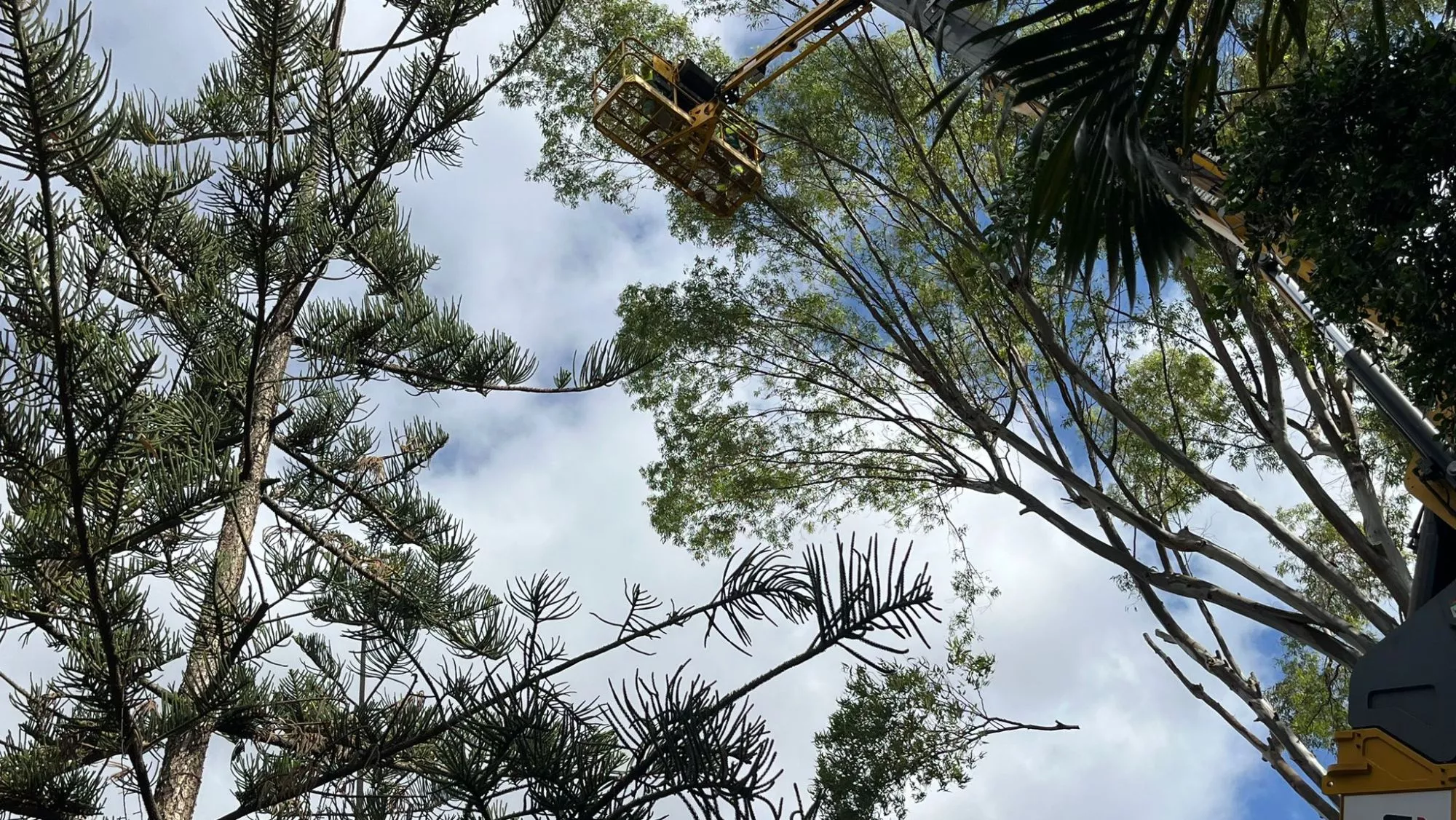 Unos trabajadores podan una rama que cae al suelo en el parque García Sanabria / AH