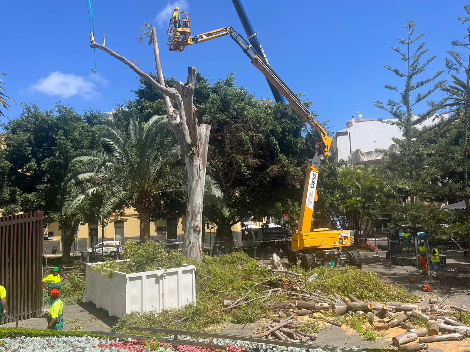 Tala del eucalipto en el parque García Sanabria / AH / BELA CABRERA Tala del eucalipto en el parque García Sanabria / AH / BELA CABRERA