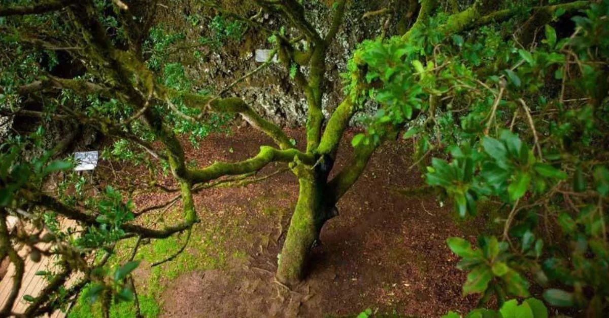El actual ejemplar del Garoé fue replantado en 1949 después de que un huracán lo arrancara de la tierra en 1610./ ISLAS CANARIAS.