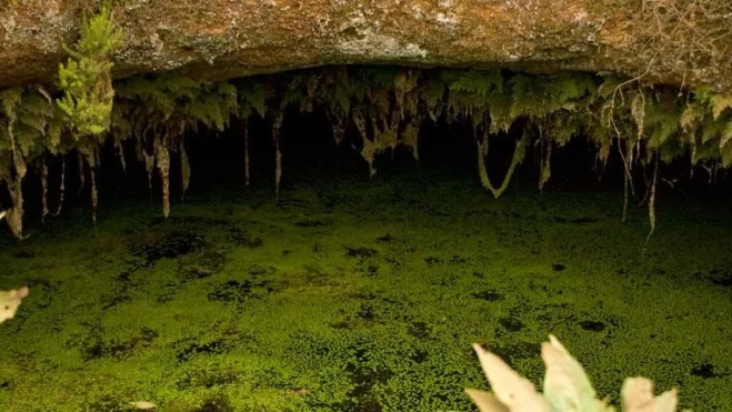 arbol garoe el hierro arbol garoe el hierro