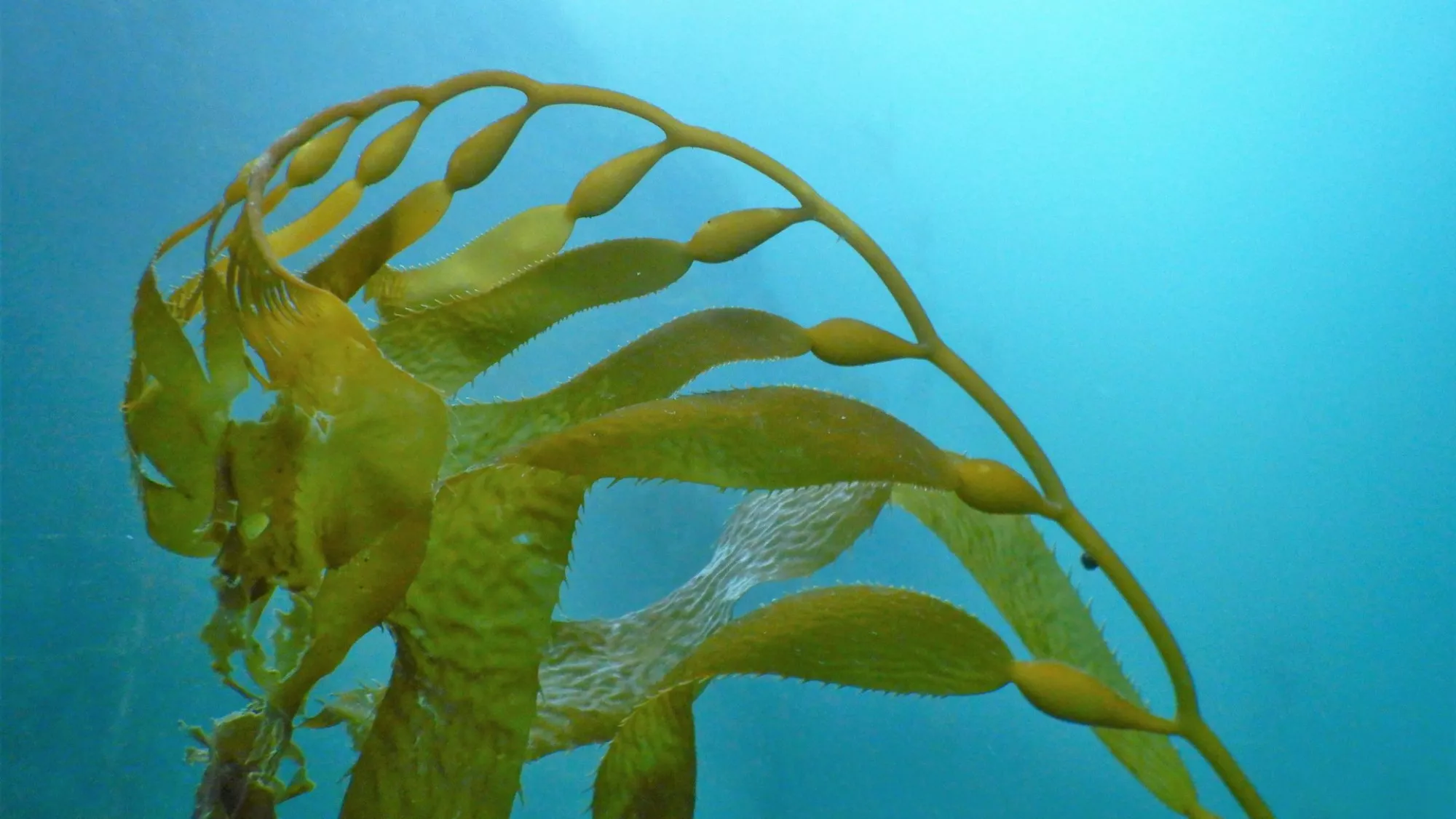 Imagen de un bosque submarino / EFE VERDE