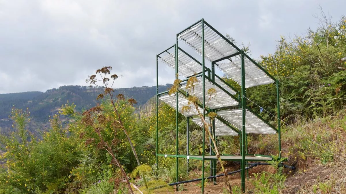 Captador de niebla. / GOBIERNO DE CANARIAS