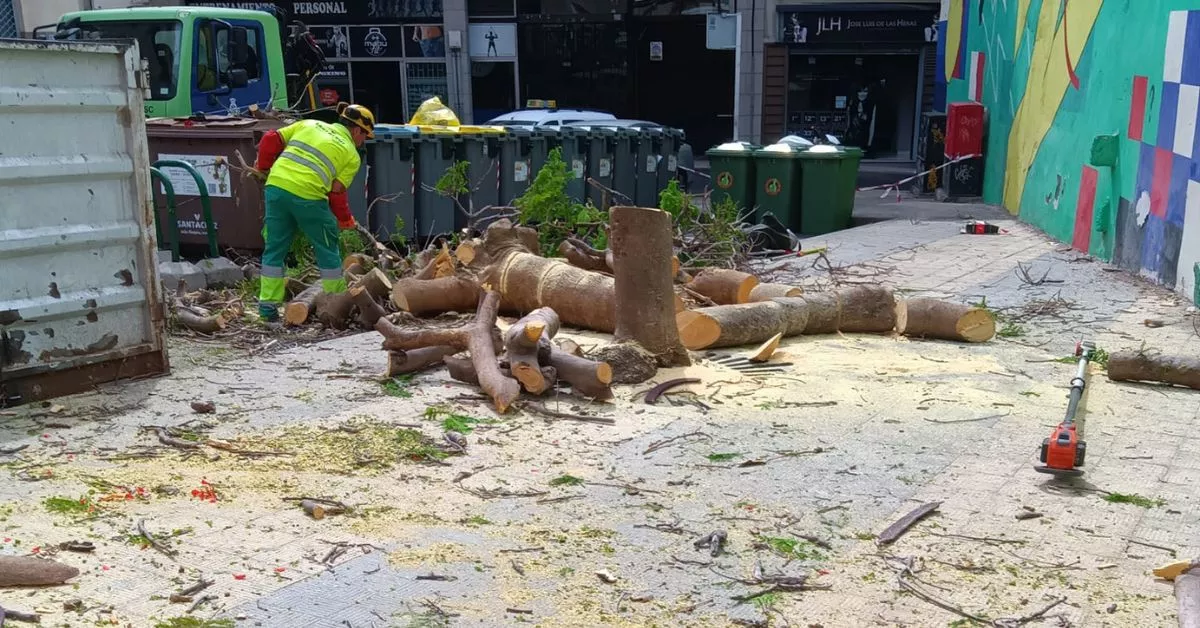 Poda del árbol de la especie flamboyán, en El Toscal / ANTOINE RUIZ