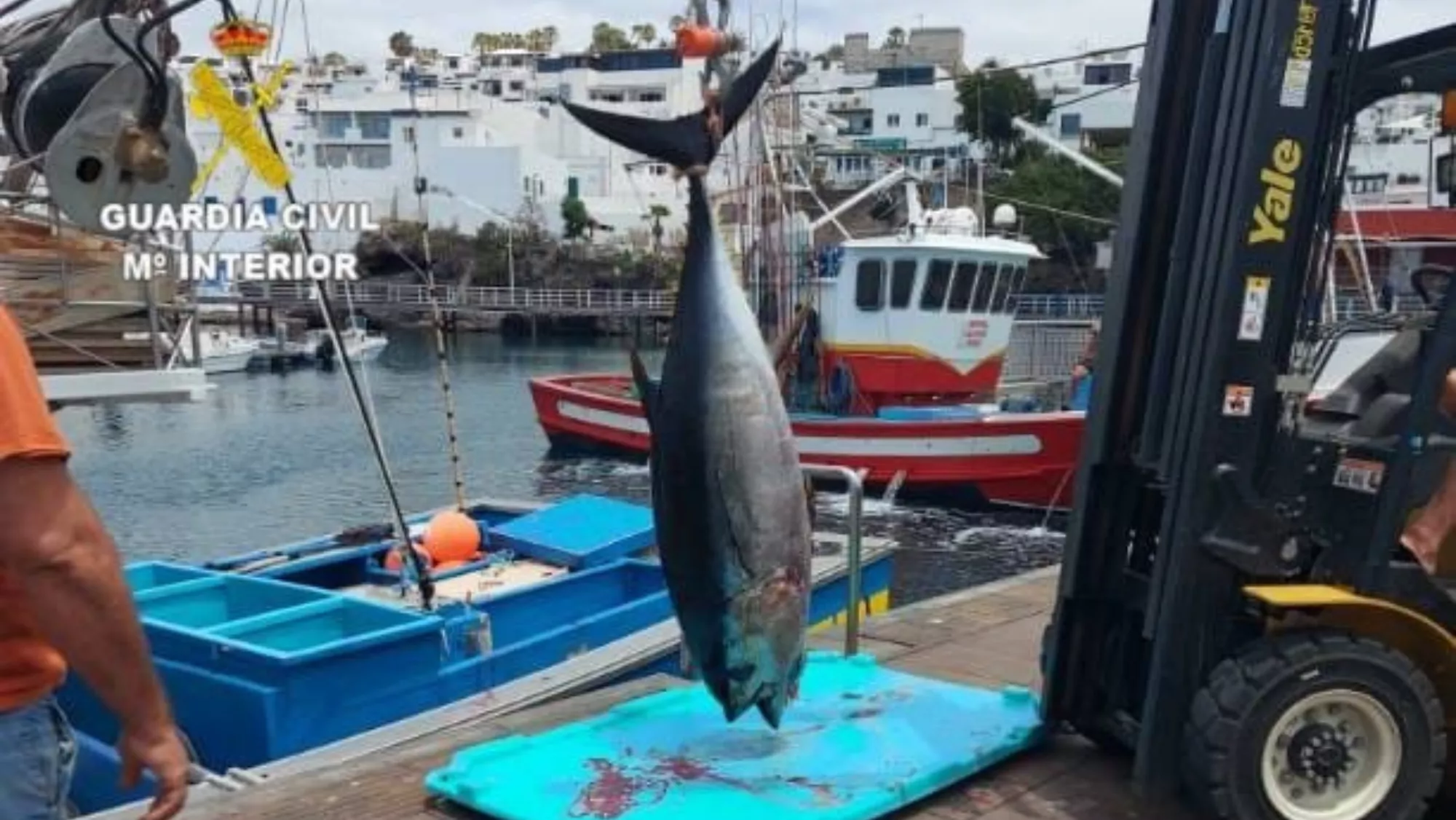 Uno de los atunes que habían pescado / GUARDIA CIVIL